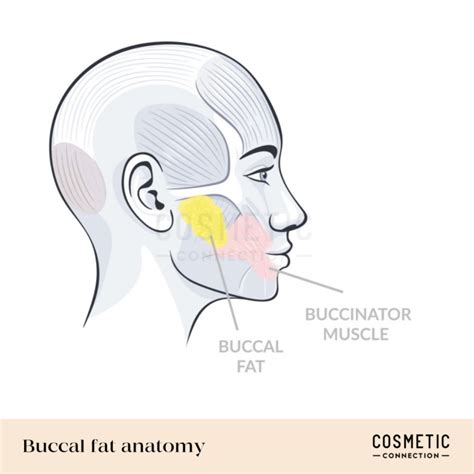 The Comprehensive Guide to Buccal Tubes: 20 Key Concepts, 